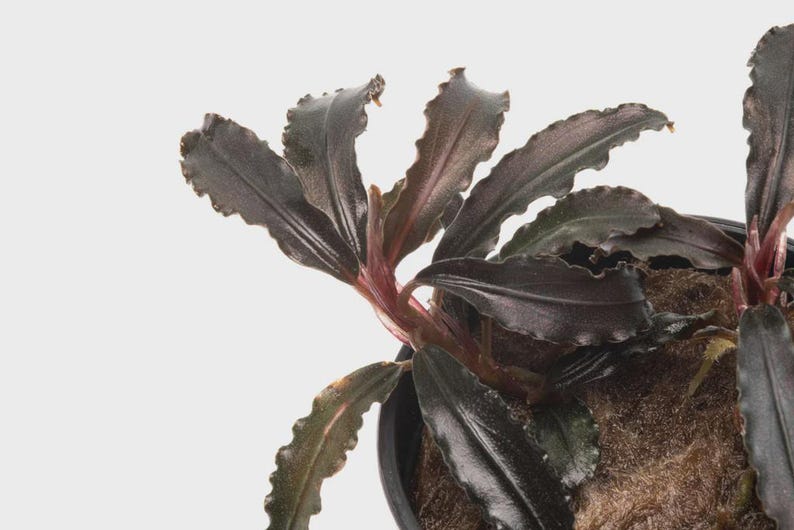 May include: Close-up of a Bucephalandra plant with dark green and burgundy leaves. The plant has a textured appearance and is in a black pot. The leaves have a wavy edge. The plant is a popular choice for aquascaping.
