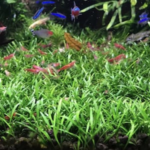 May include: An underwater aquarium scene featuring vibrant green aquatic plants and several small fish. The fish are various colors, including blue, red, and silver. Numerous red shrimp are scattered throughout the plants, creating a lively and colorful environment.