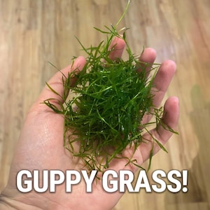 May include: A handful of bright green Guppy Grass, a popular aquatic plant, is displayed against a light wooden background. The text "GUPPY GRASS!" is prominently featured at the bottom of the image.
