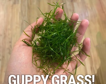 BUY2GET1FREE Guppy Grass! Najas guadalupensis | Easy Live Aquarium Plant | Generous Portions| Live Arrival Guaranteed!