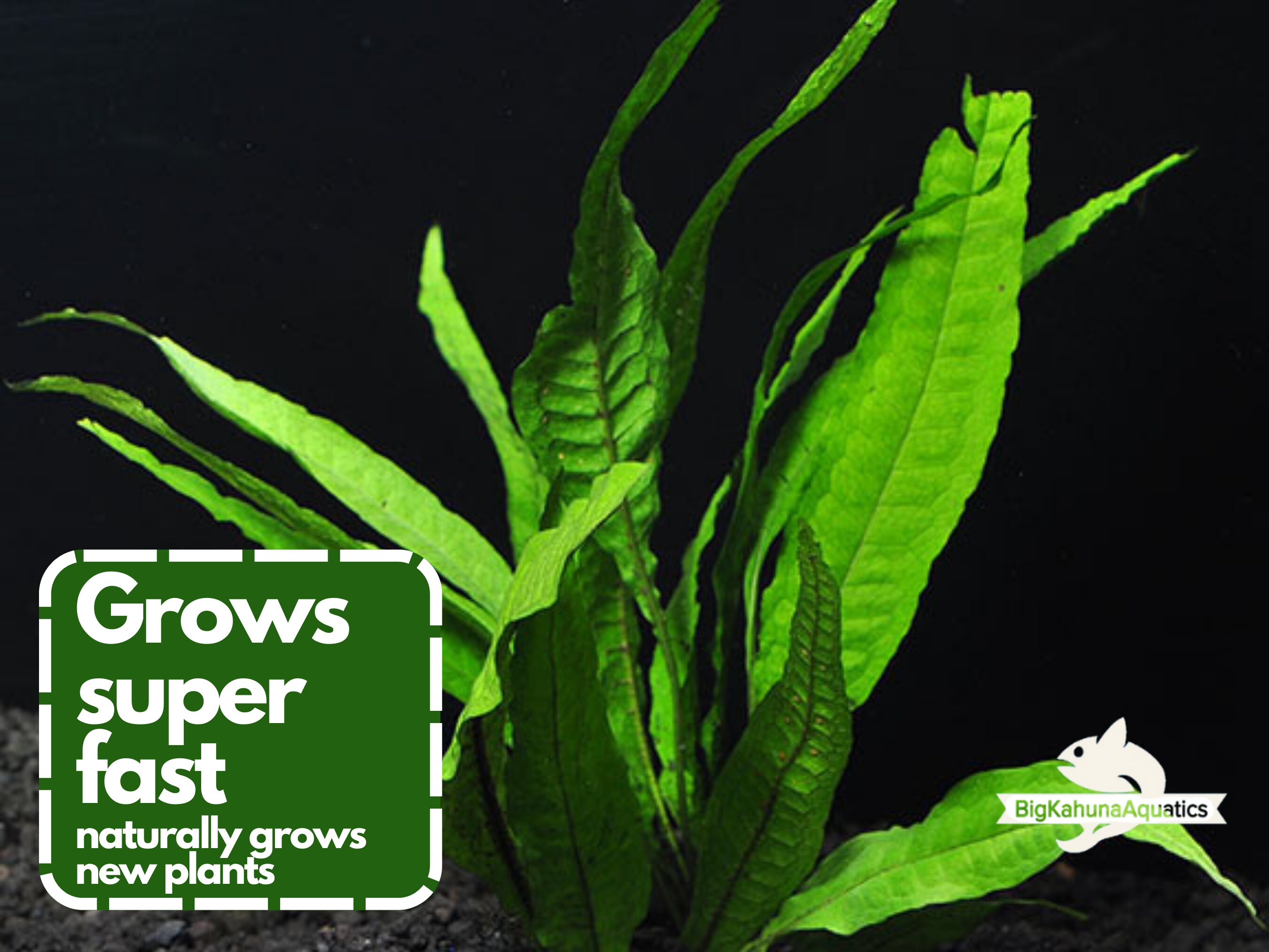 BUY2GET1FREE Java Fern Microsorum Pteropus Easy Live Aquarium - Etsy