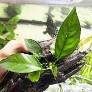 BUY 2 GET 1 FREE (Potted) Anubias Nancon-Easy Live Aquarium Pond Aquatic Plant