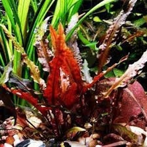 May include: A vibrant red aquarium plant with long, feathery leaves. The plant is growing in a tank with gravel and other plants.