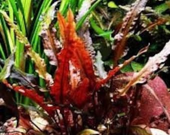 May include: A vibrant red aquarium plant with long, feathery leaves. The plant is growing in a tank with gravel and other plants.