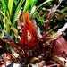 see more listings in the All Aquatic Plants section