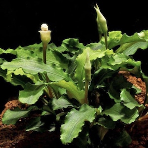 May include: A close-up of a green aquatic plant with wavy-edged leaves and several flower buds. One flower is in bloom, displaying a small white flower head. The plant is set against a dark background.