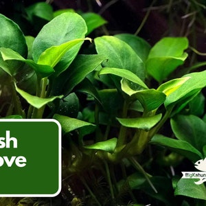 BUY 2 GET 1 FREE Anubias Barteri 'Coffeefolia'Easy Live Aquarium Pond Aquatic Plant image 2