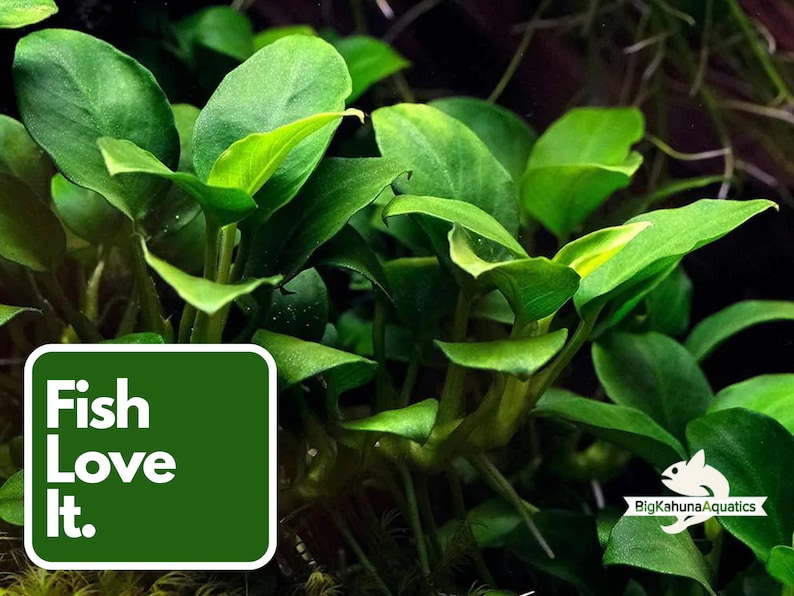 BUY 2 GET 1 FREE Anubias Barteri 'Coffeefolia'Easy Live Aquarium Pond Aquatic Plant image 2