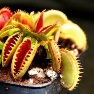 Venus Fly Trap w/Dome (Dionaea muscipula ‘Dente’) 3″ Pot