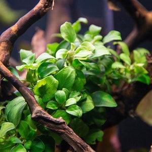 BUY2GET1FREE Anubias Nana Petite x6 live Aquarium pond plant