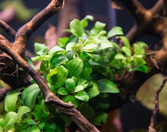 BUY2GET1FREE Anubias Nana Petite live Aquarium pond plant