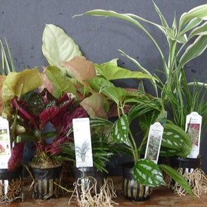 Mini plantes de terrarium (6 plantes) (pots de 2 po.) Plantes de jardin féeriques, variétés assorties