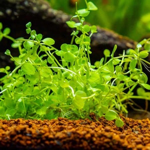 May include: A close-up of a vibrant green aquatic plant with small, rounded leaves. The plant is growing in a bed of reddish-brown gravel.