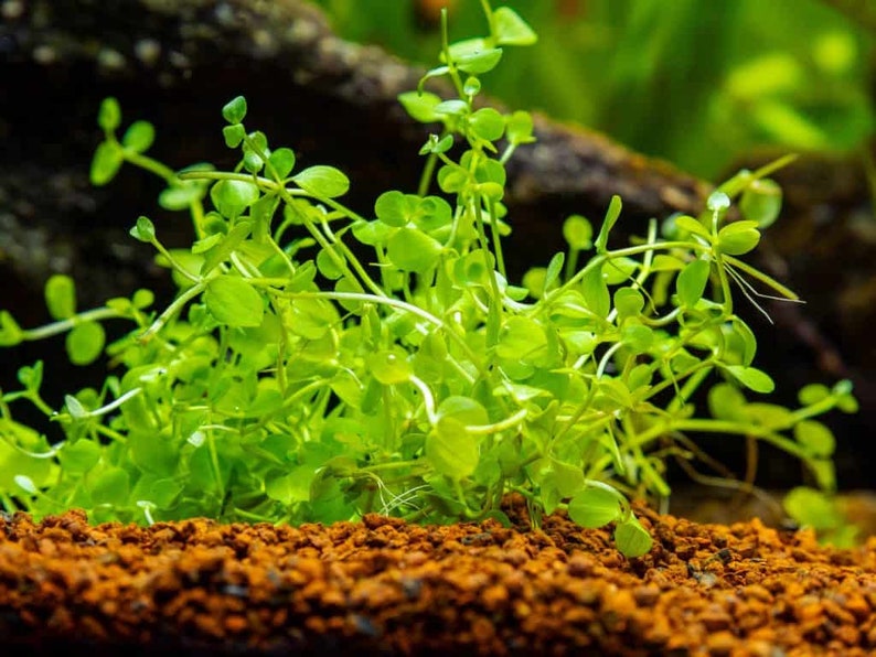 May include: A close-up of a vibrant green aquatic plant with small, rounded leaves. The plant is growing in a bed of reddish-brown gravel.
