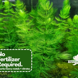 以下が含まれることがあります： 鮮やかな緑色の水生植物で満たされた水中シーン。この画像は、葉の多い植物の密集した配置を特徴とし、「No Fertilizer Required. absorbs heavy metals + nitrates.」と書かれたサインがあります。