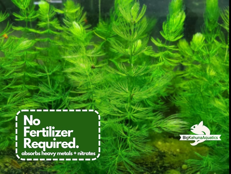 以下が含まれることがあります： 鮮やかな緑色の水生植物で満たされた水中シーン。この画像は、葉の多い植物の密集した配置を特徴とし、「No Fertilizer Required. absorbs heavy metals + nitrates.」と書かれたサインがあります。