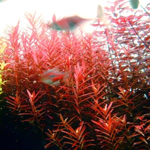 BUY 2 GET 1 FREE Rotala Vietnam H'Ra-Easy Live Aquarium Pond Aquatic Plant