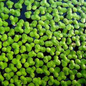 1000+ Duckweed Live Aquarium Aquatic Plant