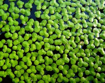 100+ Duckweed Easy Floating Aquatic Plant | Pond floater | Live Aquarium Plants