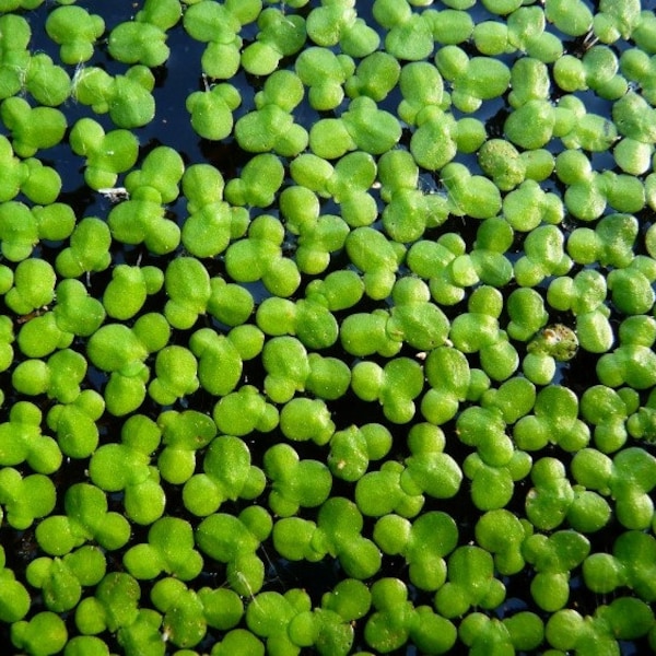 1000+ Duckweed Live Aquarium Aquatic Plant