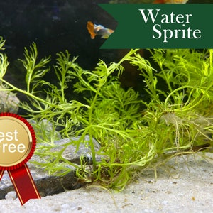 Water Sprite(Ceratopteris thalictroides) | Certified Pest Free!