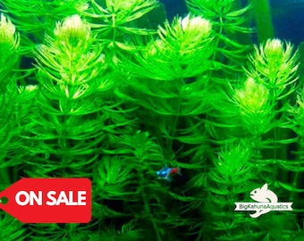 BUY2GET1FREE Hornwort Coontail SNAIL FREE Live Fish Tank Plants Aquarium Plant