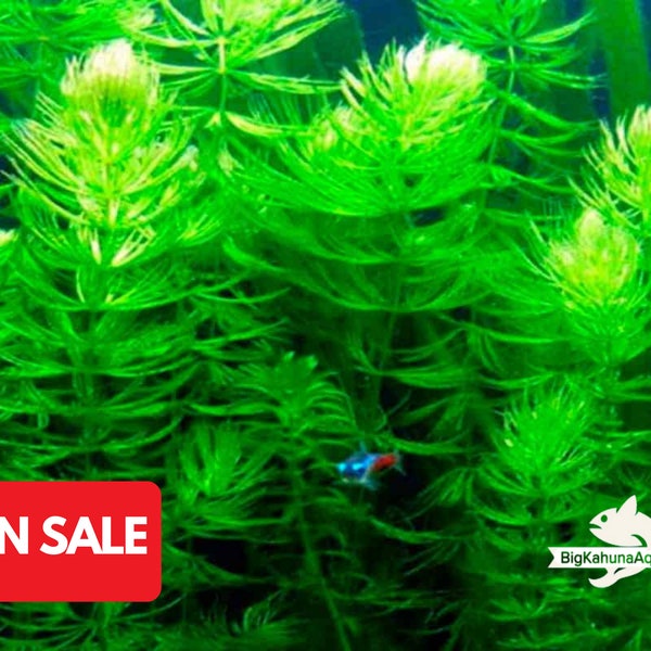 BUY2GET1FREE Hornwort Coontail SNAIL FREE Live Fish Tank Plants Aquarium Plant