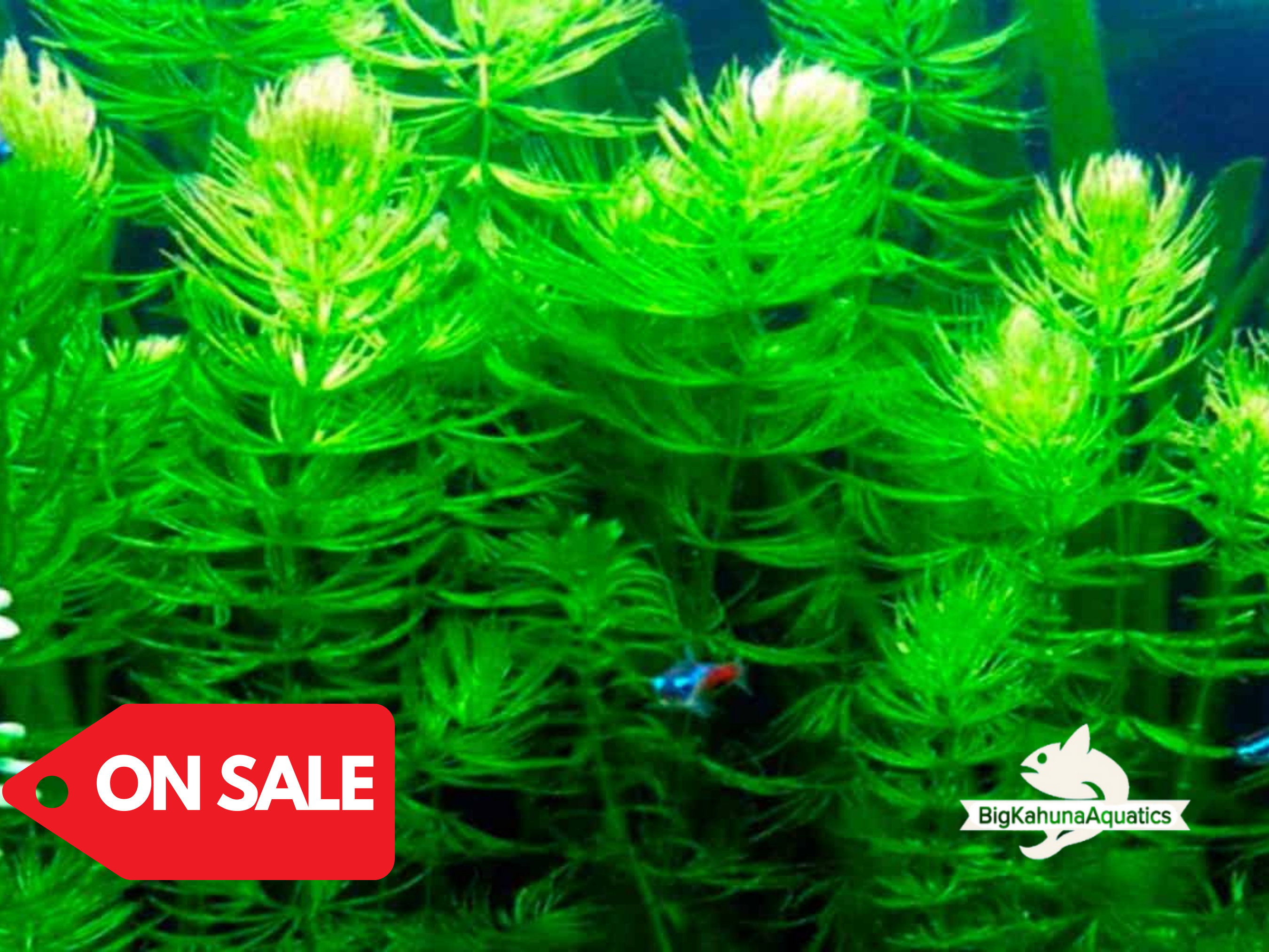 BUY2GET1FREE Hornwort Coontail   Live Fish Tank Plants Aquarium Plant