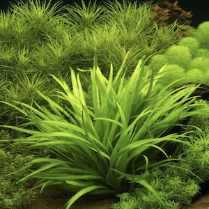 May include: A vibrant, close-up shot of lush, green aquatic plants. The image features a variety of textures and shapes, with long, slender leaves dominating the foreground. The plants create a dense, natural environment, perfect for an aquarium.
