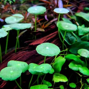 BUY 2 GET 1 FREE Pennywort (Hydrocotyle Sp)-Easy Live Aquarium Pond Aquatic Plant