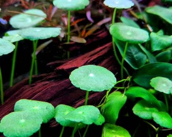 BUY 2 GET 1 FREE Pennywort (Hydrocotyle Sp)-Easy Live Aquarium Pond Aquatic Plant