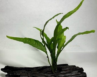 Java Fern on Driftwood Live Aquarium pond plant