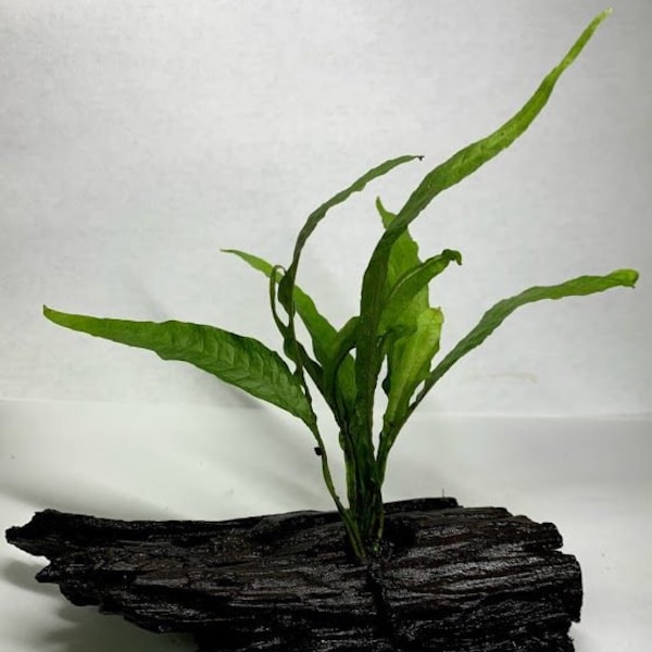 Java Fern on Driftwood Live Aquarium pond plant