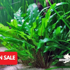 May include: A close-up of a green aquatic plant with long, thin leaves. The plant is growing in a tank with a sandy bottom. The text "ON SALE" is visible in the lower left corner of the image.