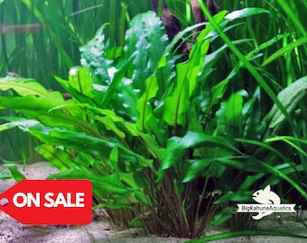 May include: A close-up of a green aquatic plant with long, thin leaves. The plant is growing in a tank with a sandy bottom. The text "ON SALE" is visible in the lower left corner of the image.