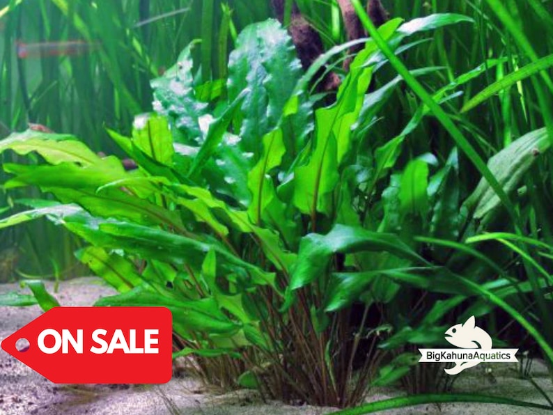 May include: A close-up of a green aquatic plant with long, thin leaves. The plant is growing in a tank with a sandy bottom. The text "ON SALE" is visible in the lower left corner of the image.