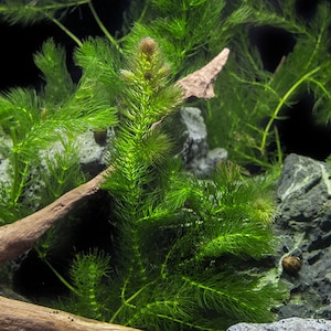 BUY2GET1FREE Hornwort Coontail   Live Fish Tank Plants Aquarium Plant