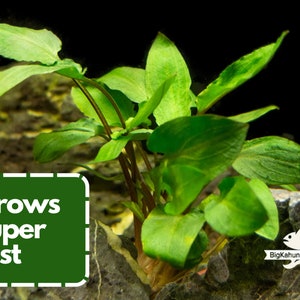 May include: A close-up of a green aquatic plant with the text "Grows super fast" in a green box. The plant is growing in a tank with rocks.