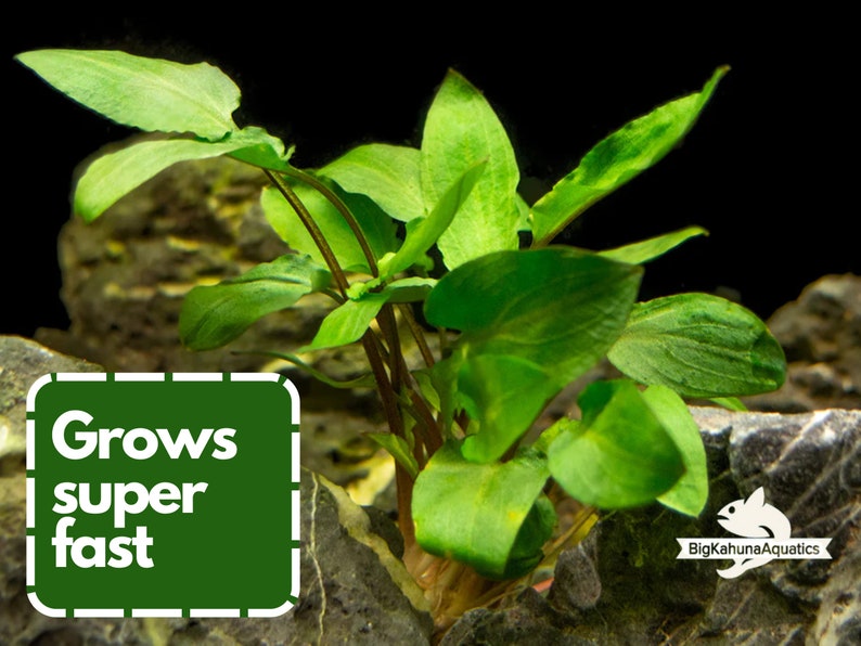 May include: A close-up of a green aquatic plant with the text "Grows super fast" in a green box. The plant is growing in a tank with rocks.