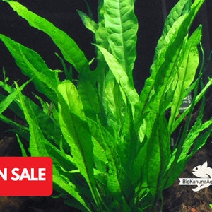 BUY2GET1FREE Java Fern Microsorum pteropus Easy Live Aquarium Plants