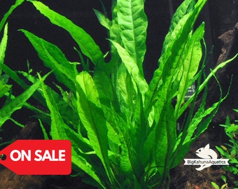 BUY2GET1FREE Java Fern Microsorum pteropus Easy Live Aquarium Plants