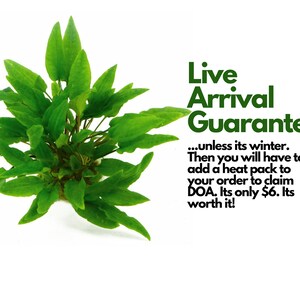 May include: Green aquatic plant with large leaves, with text that reads "Live Arrival Guaranteed... unless its winter. Then you will have to add a heat pack to your order to claim DOA. Its only &pound;6. Its worth it!"