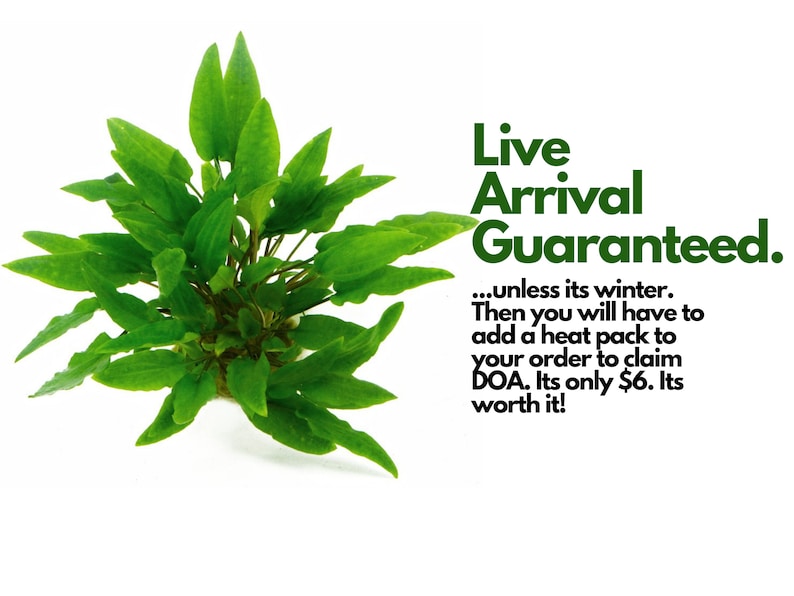 May include: Green aquatic plant with large leaves, with text that reads "Live Arrival Guaranteed... unless its winter. Then you will have to add a heat pack to your order to claim DOA. Its only &pound;6. Its worth it!"