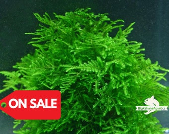 BUY2GET1FREE Java Moss, Bogor Moss Aquarium Plant | Easy Aquarium Plant | Snail Free Plant