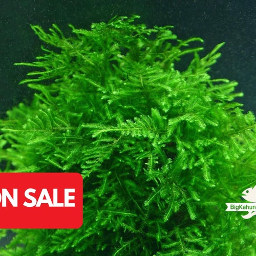 BUY2GET1FREE Java Moss, Bogor Moss Aquarium Plant | Easy Aquarium Plant | Snail Free Plant