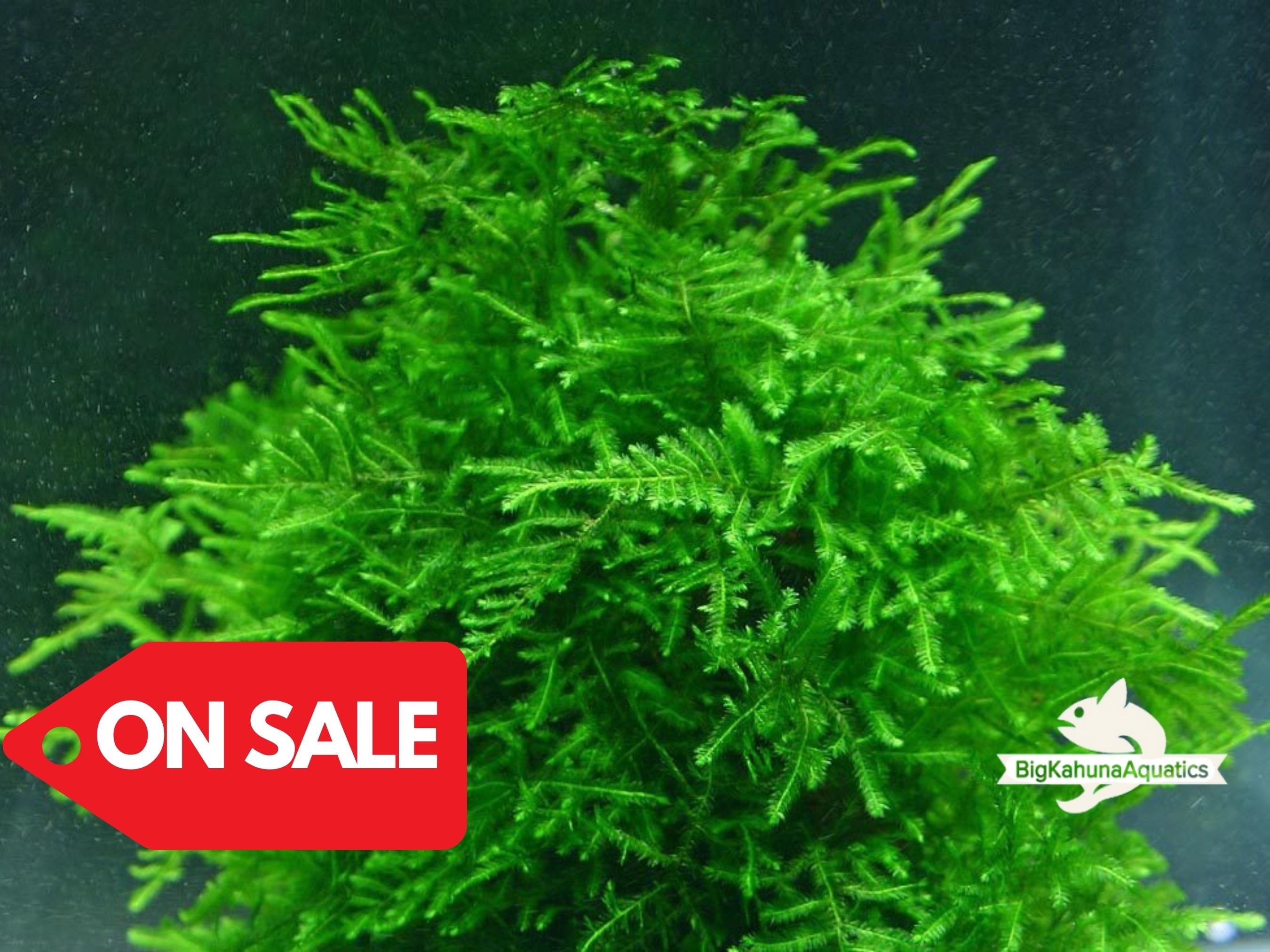 Aquarium Grass Seeds big Cow Hair Grass Aquarium Plant 