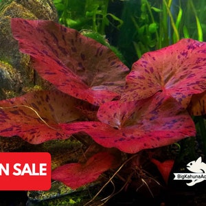 Buy 2 Get 1 Free Red Tiger Lotus 1 BULB Nymphaea zenkeri Live Aquarium Red Plant image 1