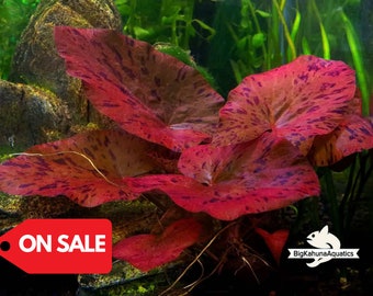 Buy 2 Get 1 Free Red Tiger Lotus 1 BULB (Nymphaea zenkeri) -  Live Aquarium Red Plant