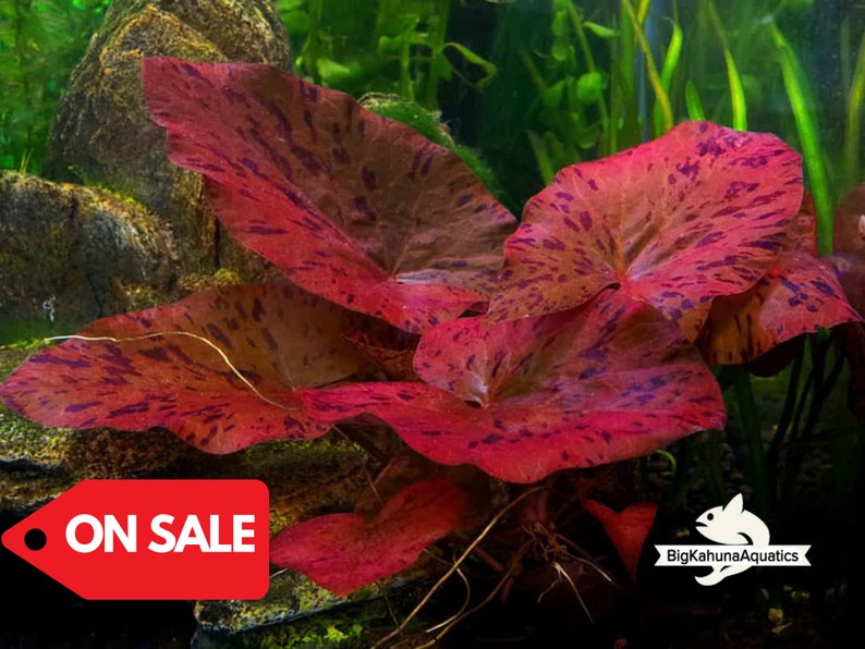 Buy 2 Get 1 Free Red Tiger Lotus 1 BULB Nymphaea zenkeri Live Aquarium Red Plant image 1