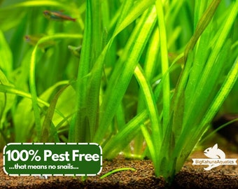 BUY2GET1FREE Jungle Val(Vallisneria Americana)  100% Pest Free | Aquarium Plant | Aquatic Plant